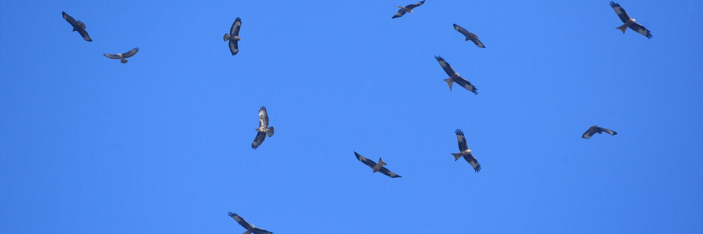 roofvogelfestival op komst?