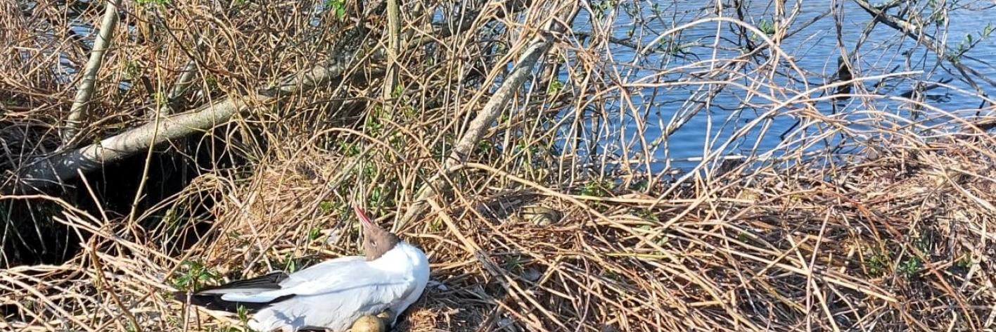 Broedende kokmeeuw gestorven op het nest