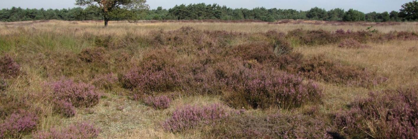 Droge heide