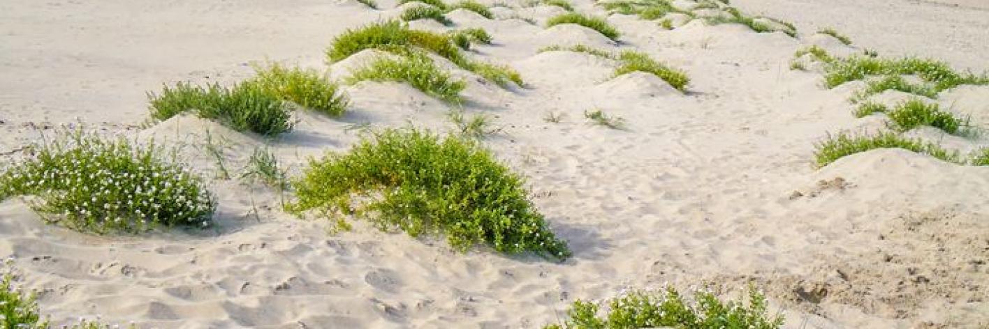 Strand Oosteroever