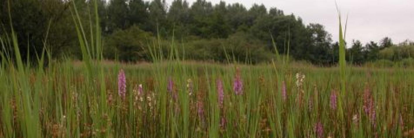 Torfbroek - Orchideeen