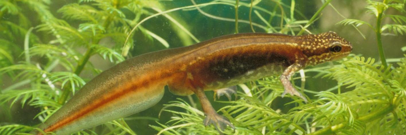 Vinpootsalamander
