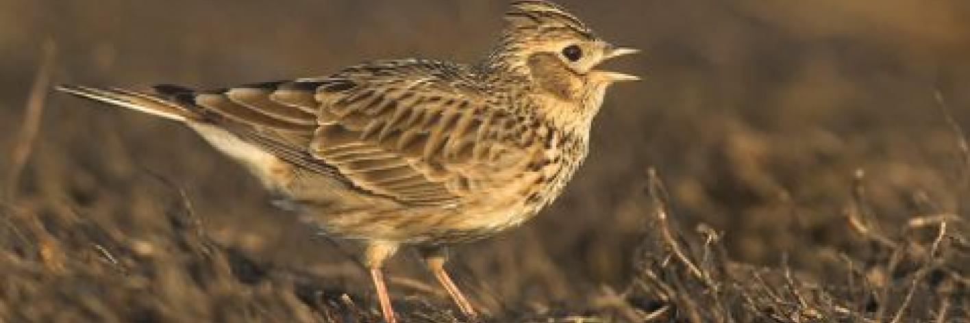 Door kort op de bal te spelen konden Natuurpunt en ANB iets doen voor de Veldleeuwerik, die nog altijd achteruitgaat in Vlaanderen. (foto: Glenn Vermeersch) Veldleeuwerik