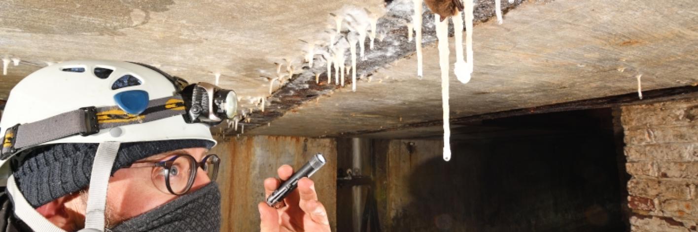 Overwinterende Watervleermuis in het fort van Ertbrand