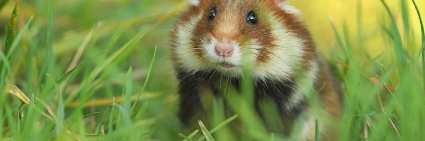 Europese hamster
