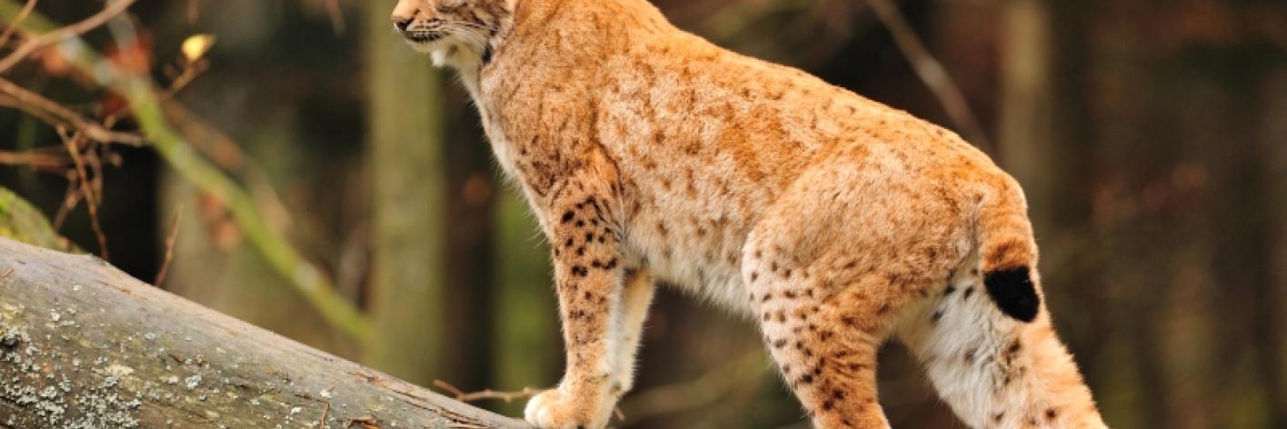 Euraziatische lynx