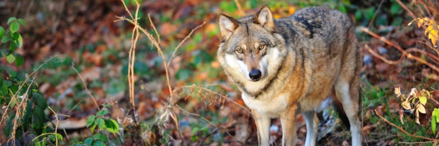 Wolf