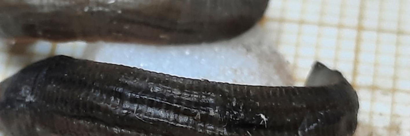 De bloedzuiger Erpobdella vilnensis