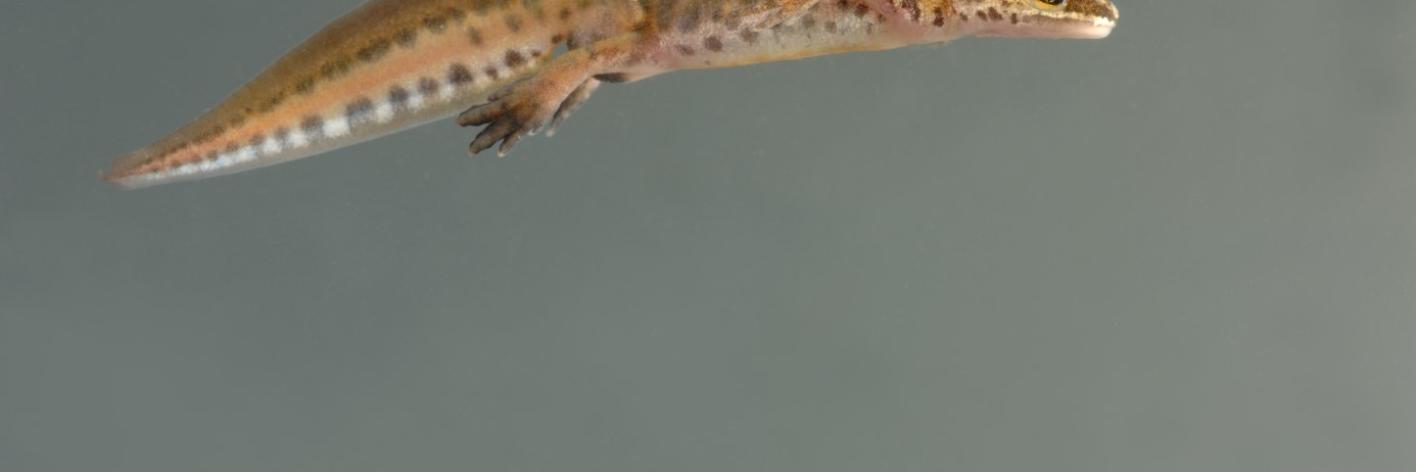 Vinpootsalamander