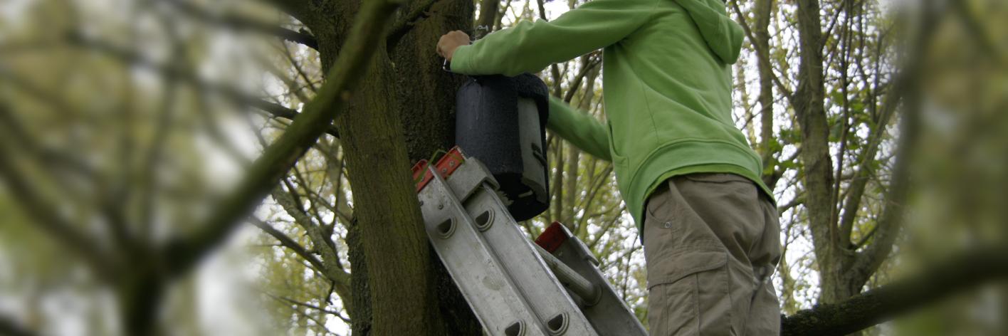 Kind hangt vleermuiskast in boom