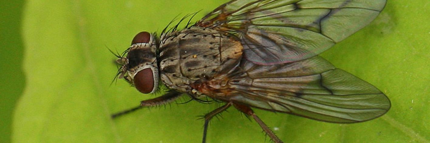 Vlieg (Phaonia spec.)
