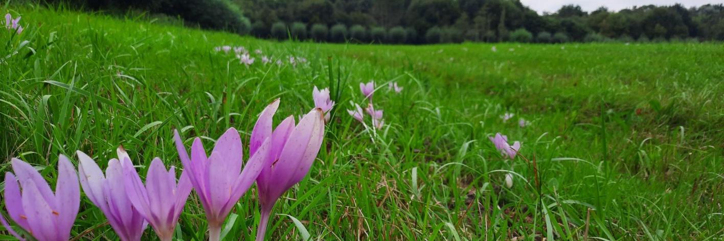 Herfsttijloos in bloei op De Maat