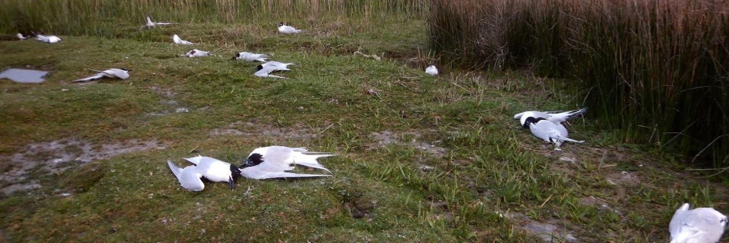 Dode grote sterns in een kolonie op de Mokbaai in Texel (Nederland), 12 juni 2022 