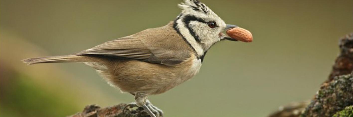 Vogels voederen