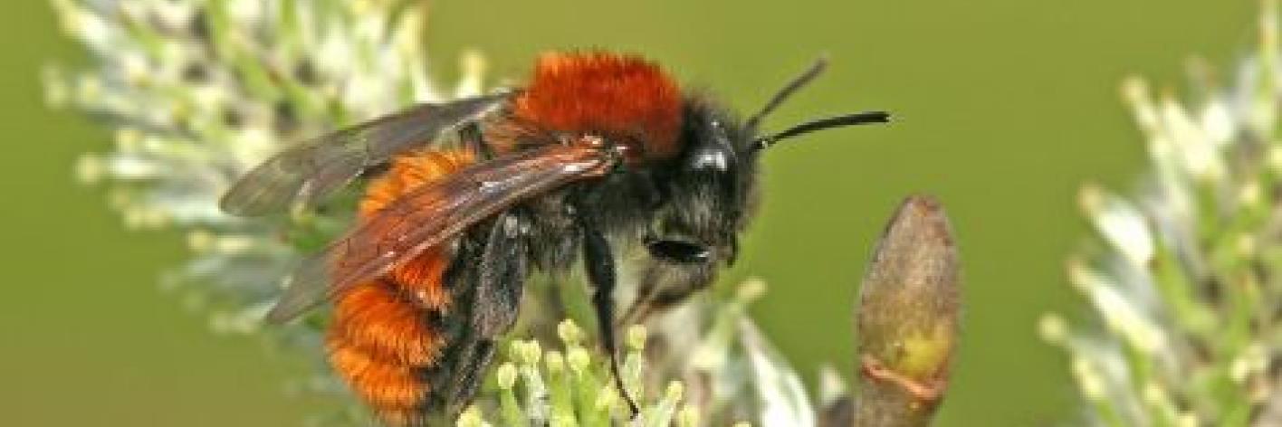 Het Vosje (Andrena fulva)