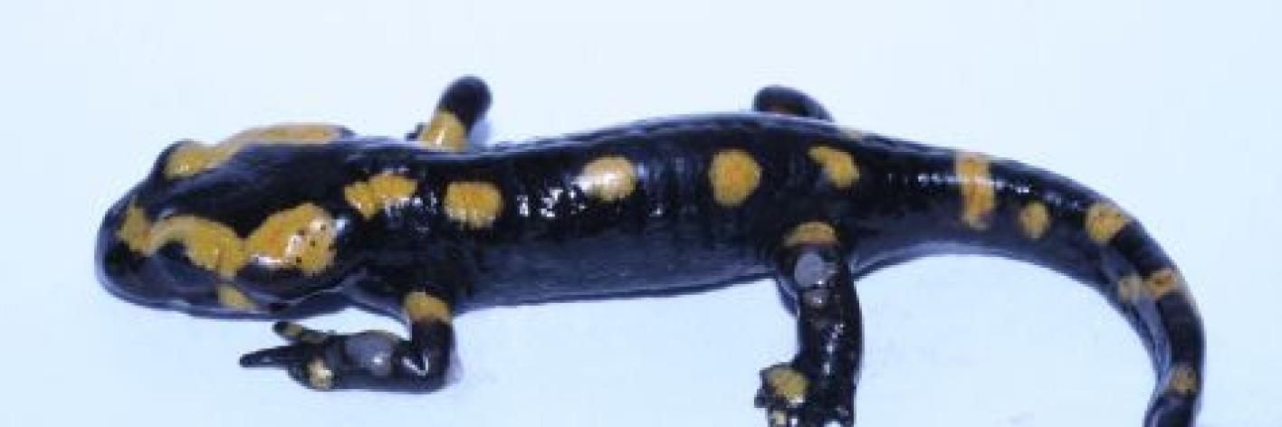 Vuursalamander