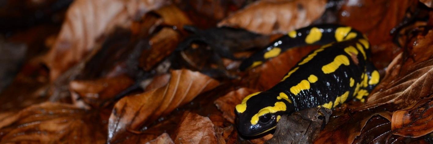 Vuursalamander