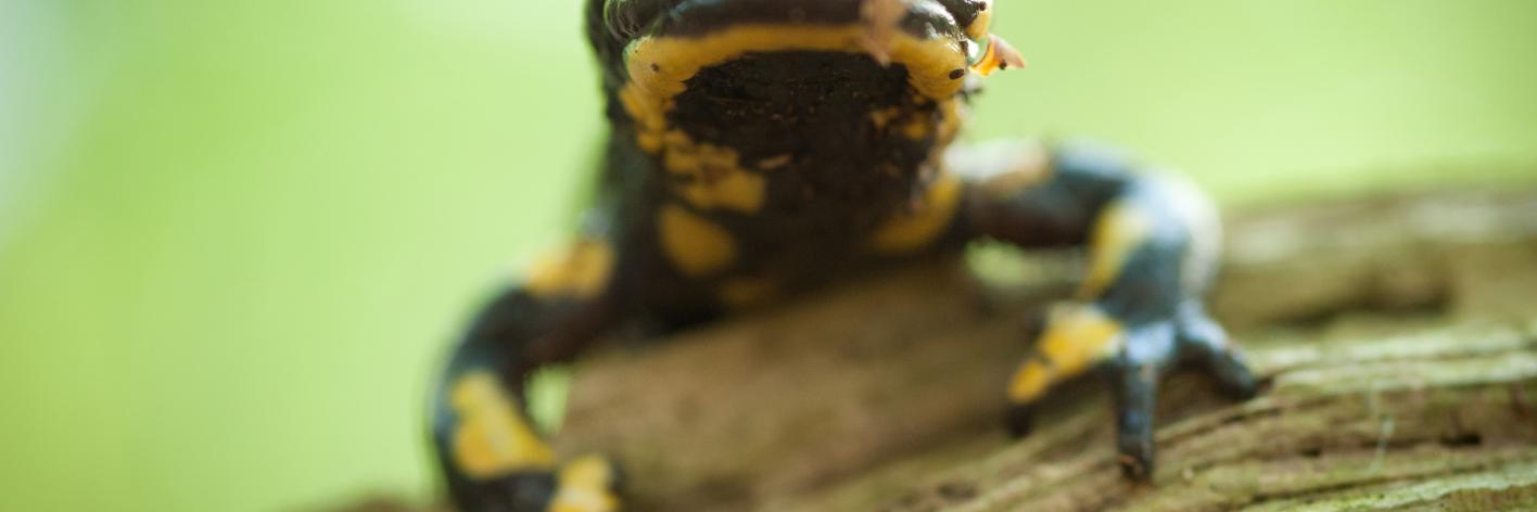 Vuursalamander
