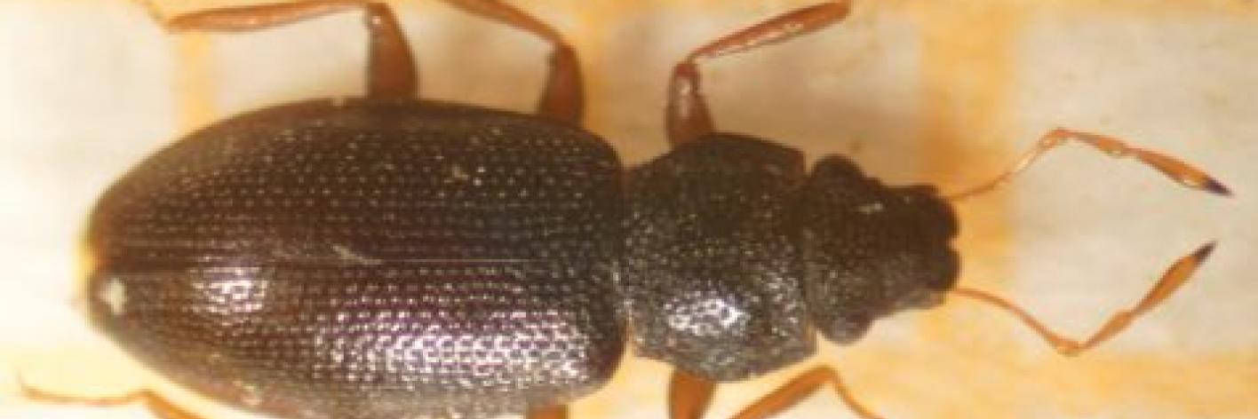 Waterkruiper Hydraena Melas