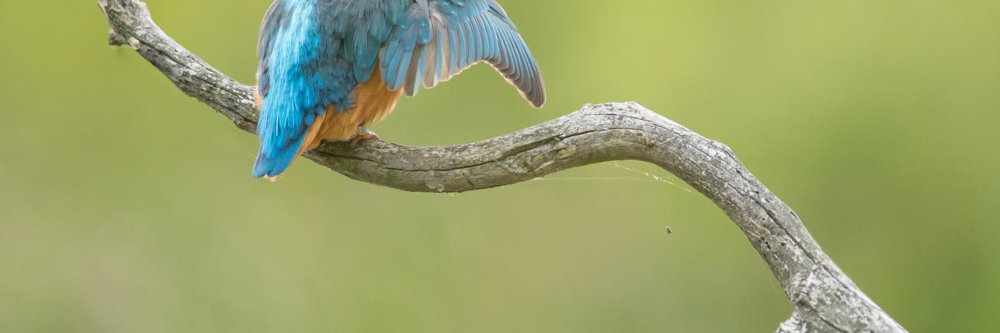 IJsvogel