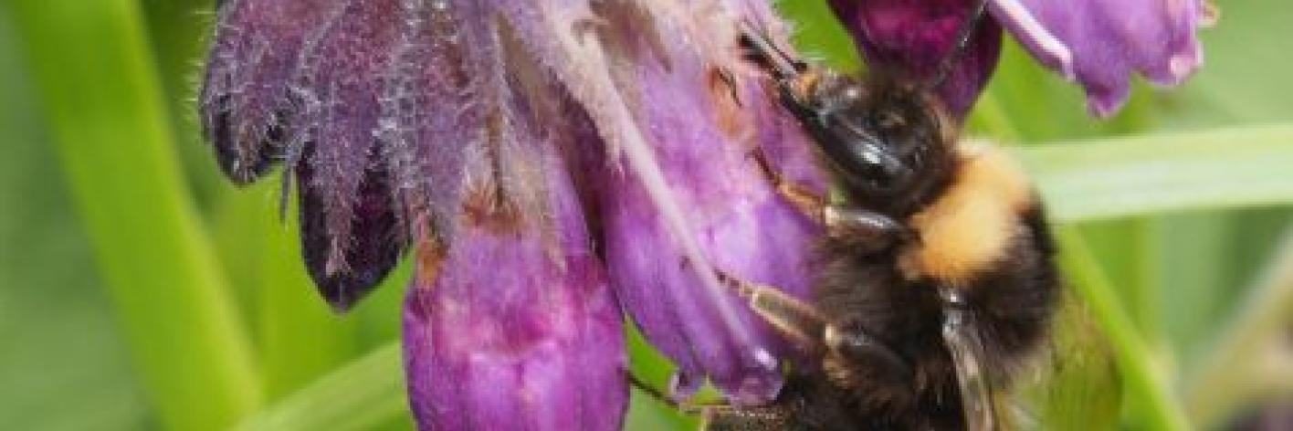 Hommel