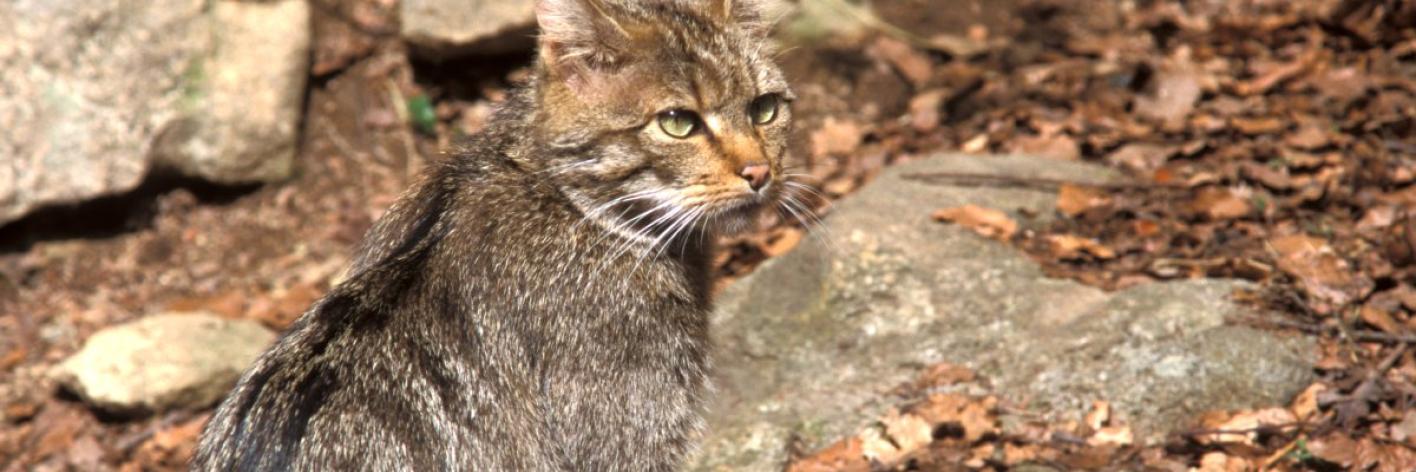 Wilde kat