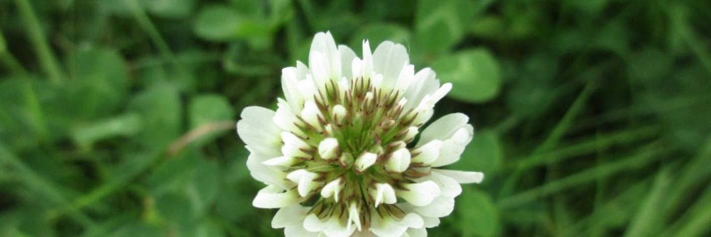 Witte klaver