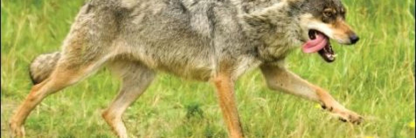 Wolf