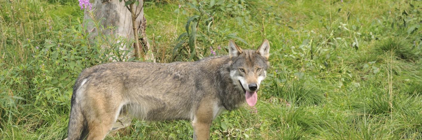 Wolf
