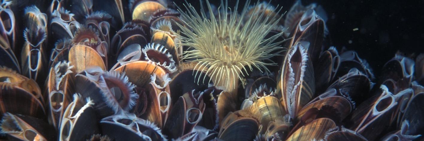 Biodiversiteit in de Noordzee