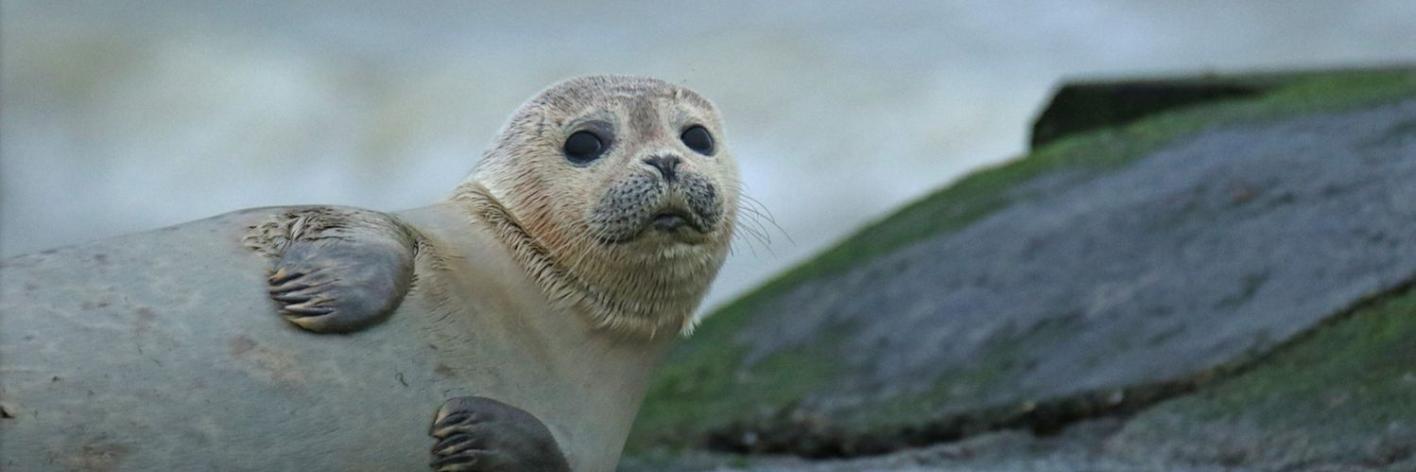 Zeehond
