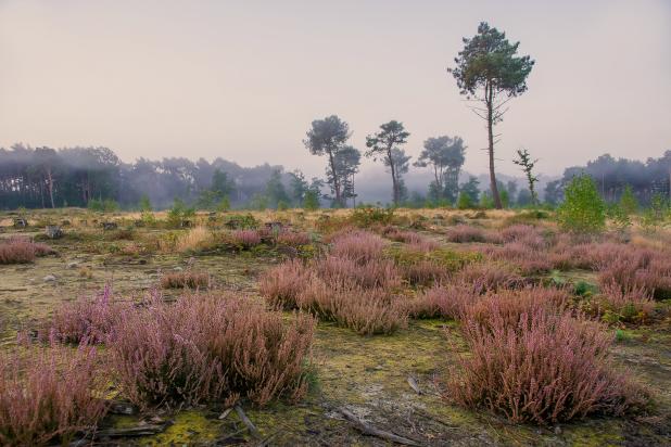 Bels Broek en Heide