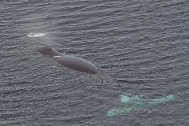 Groenlandse walvis - archiefbeeld