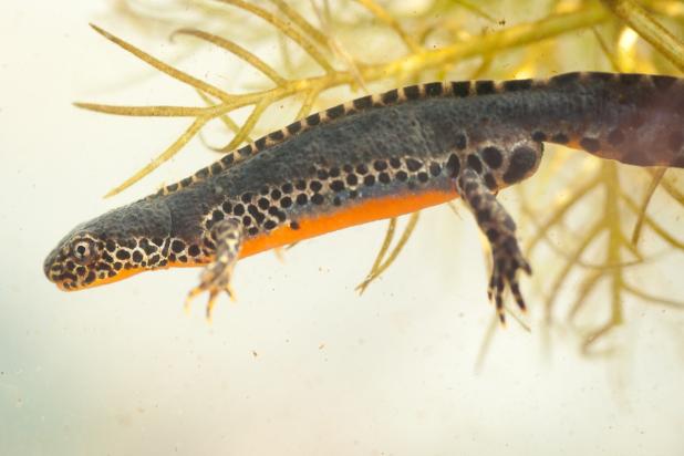 Alpenwatersalamander - Wim Dirckx