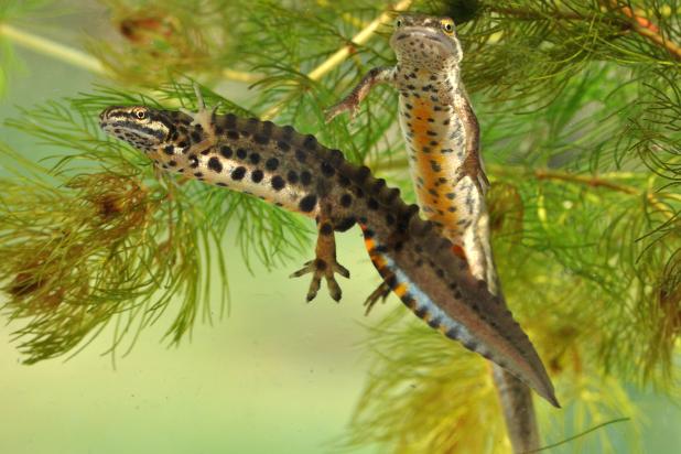 Amfibie - Kleine watersalamander - Danny Declercq