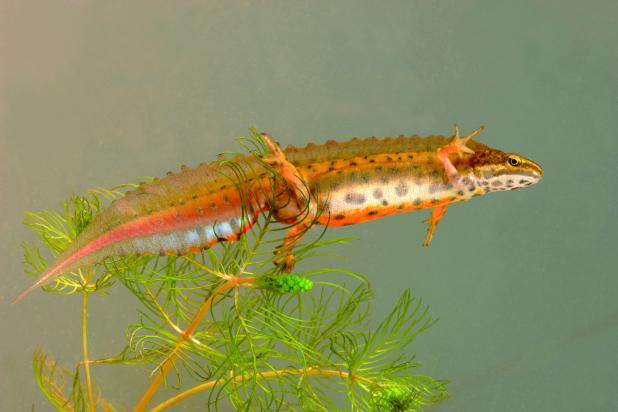 Amfibie - Kleine watersalamander - man - Hugo Willocx