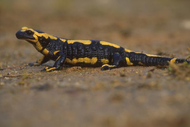 Amfibie - Vuursalamander  op weg - Hugo Willocx