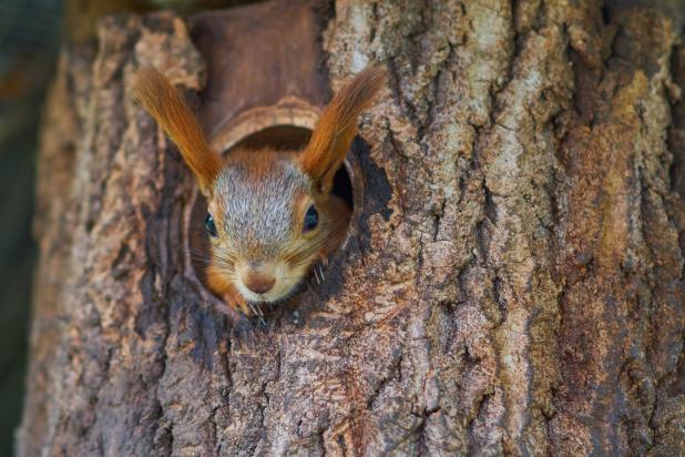 Eekhoorn in nest - Shutterstock