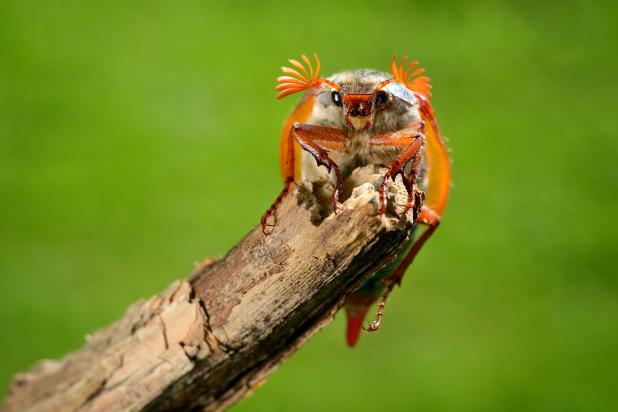 Meikever op tak - Shutterstock