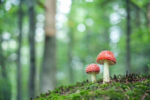 Vliegenzwam - Shutterstock