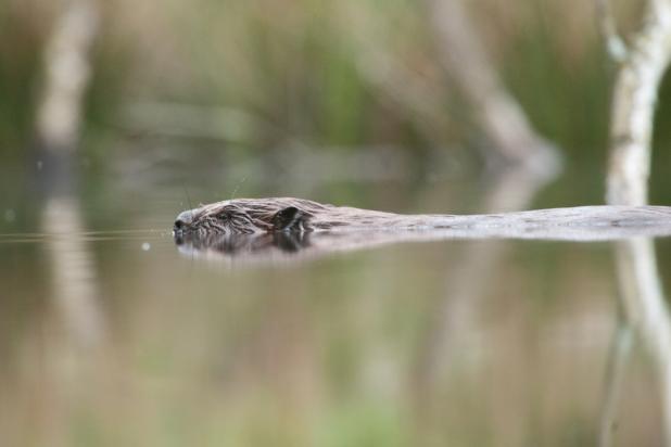 Bever - zwemt - Wim Dirckx