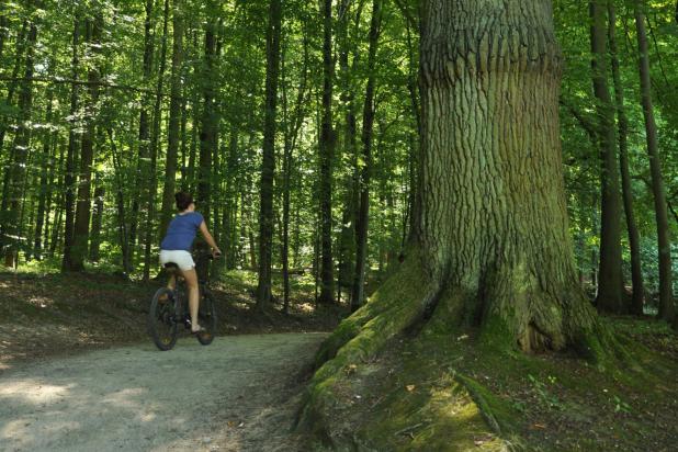 Fietser in het bos - Anneleen