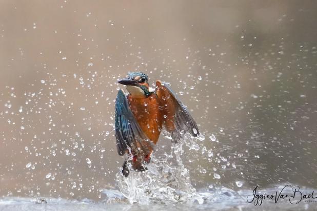 IJsvogel - komt uit water - Iggino Van Bael