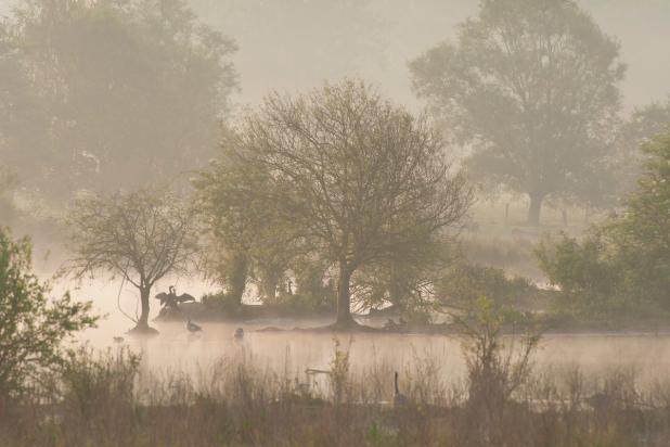 Mechels Broek - Ochtendnevel - Aalscholver - Wim Dirckx