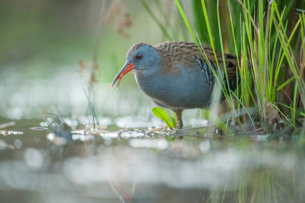 Mechels Broek - Waterral- Wim Dirckx