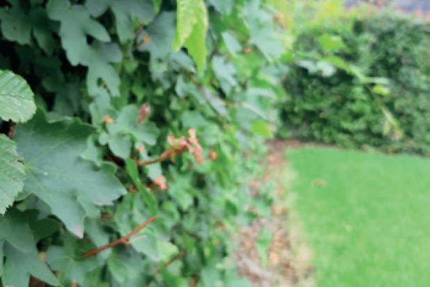 Tuin - Haag - Natuurlijke omheining - Shutterstock