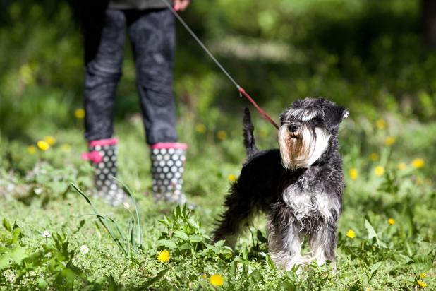 Wandelen - Hond aan leiband met baasje - Shutterstock