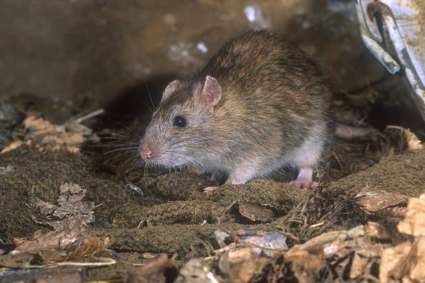 Bruine rat - Hugo Willocx