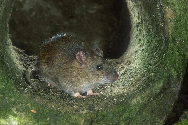 Bruine rat - Hugo Willocx