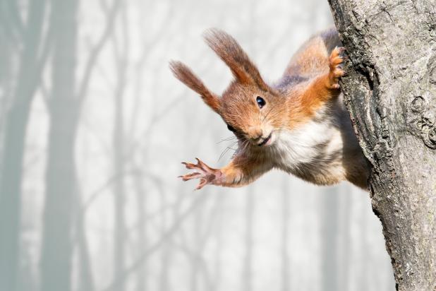 Eekhoorn in mist - Shutterstock